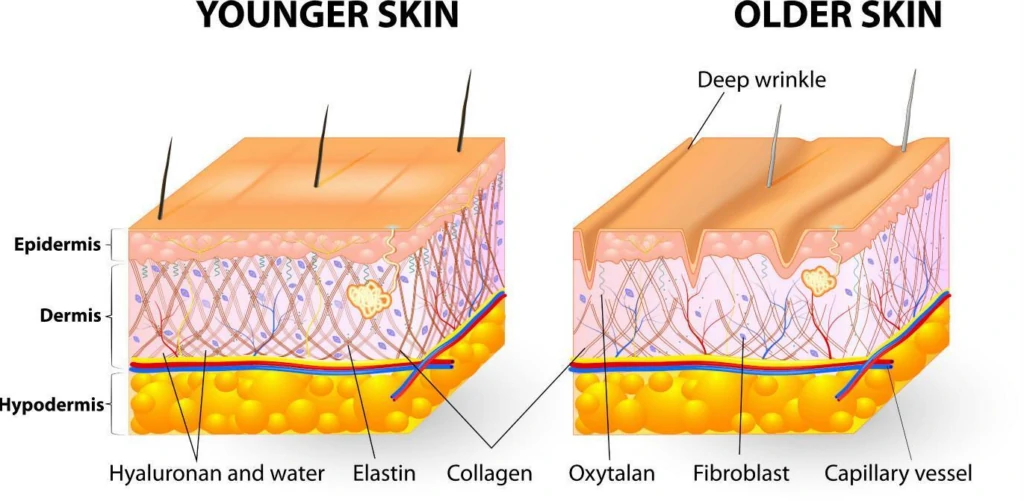 อีลาสติน (elastin) และเอนไซม์อีลาสเตส (elastase)