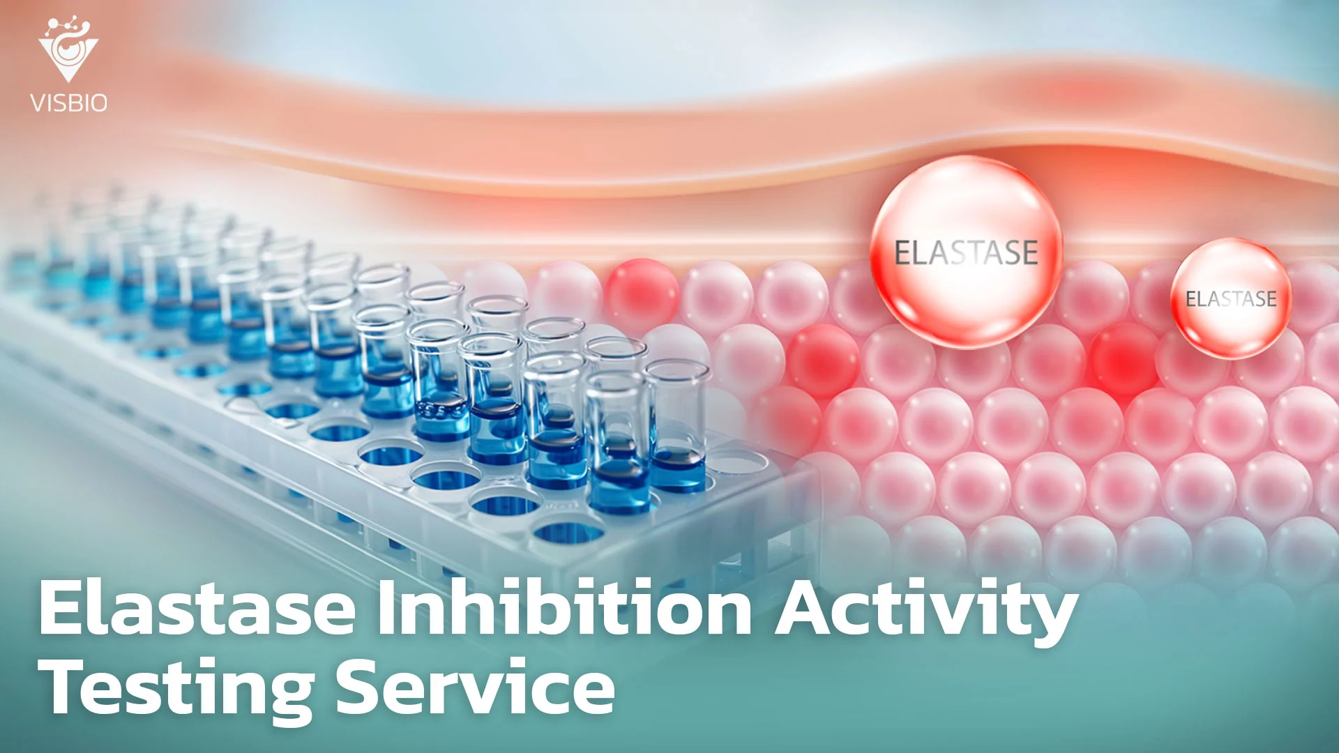 บริการทดสอบฤทธิ์ยับยั้งเอนไซม์อีลาสเตส (Anti-Elastase)