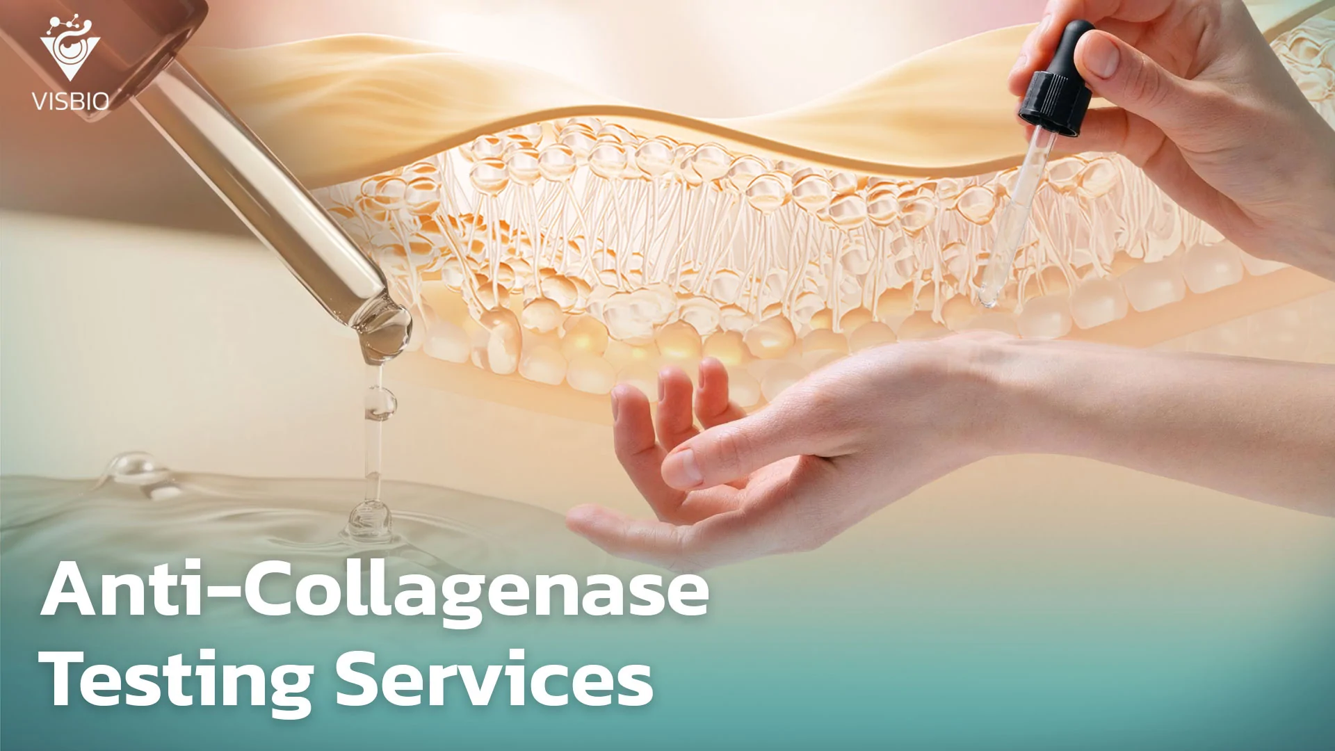 บริการทดสอบฤทธิ์การยับยั้งเอนไซม์คอลลาจีเนส (Anti-Collagenase)