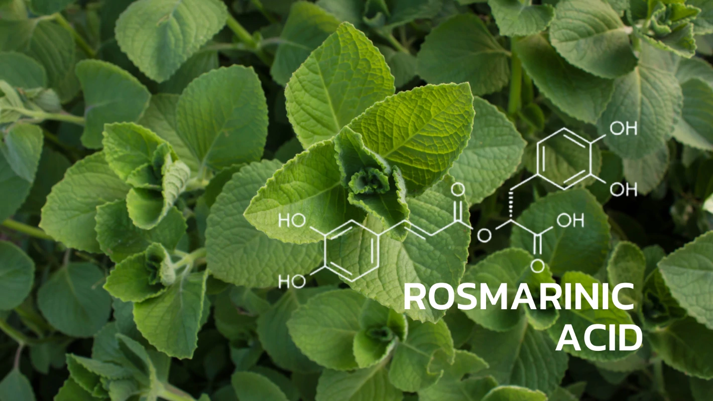 บริการทดสอบปริมาณสารกรดโรสมารินิก (Rosmarinic Acid)