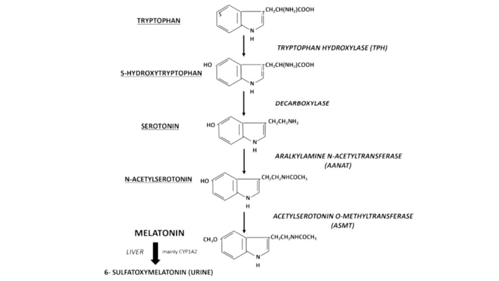 ภาพที่ 3 Melatonin synthesis pathway and hepatic metabolization. The enzymes are written in italic and the derived molecules are underlined.