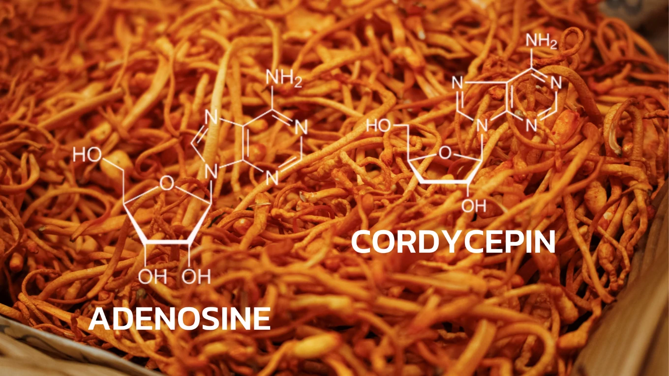 บริการทดสอบปริมาณสาร Adenosine และ Cordycepin ด้วย HPLC