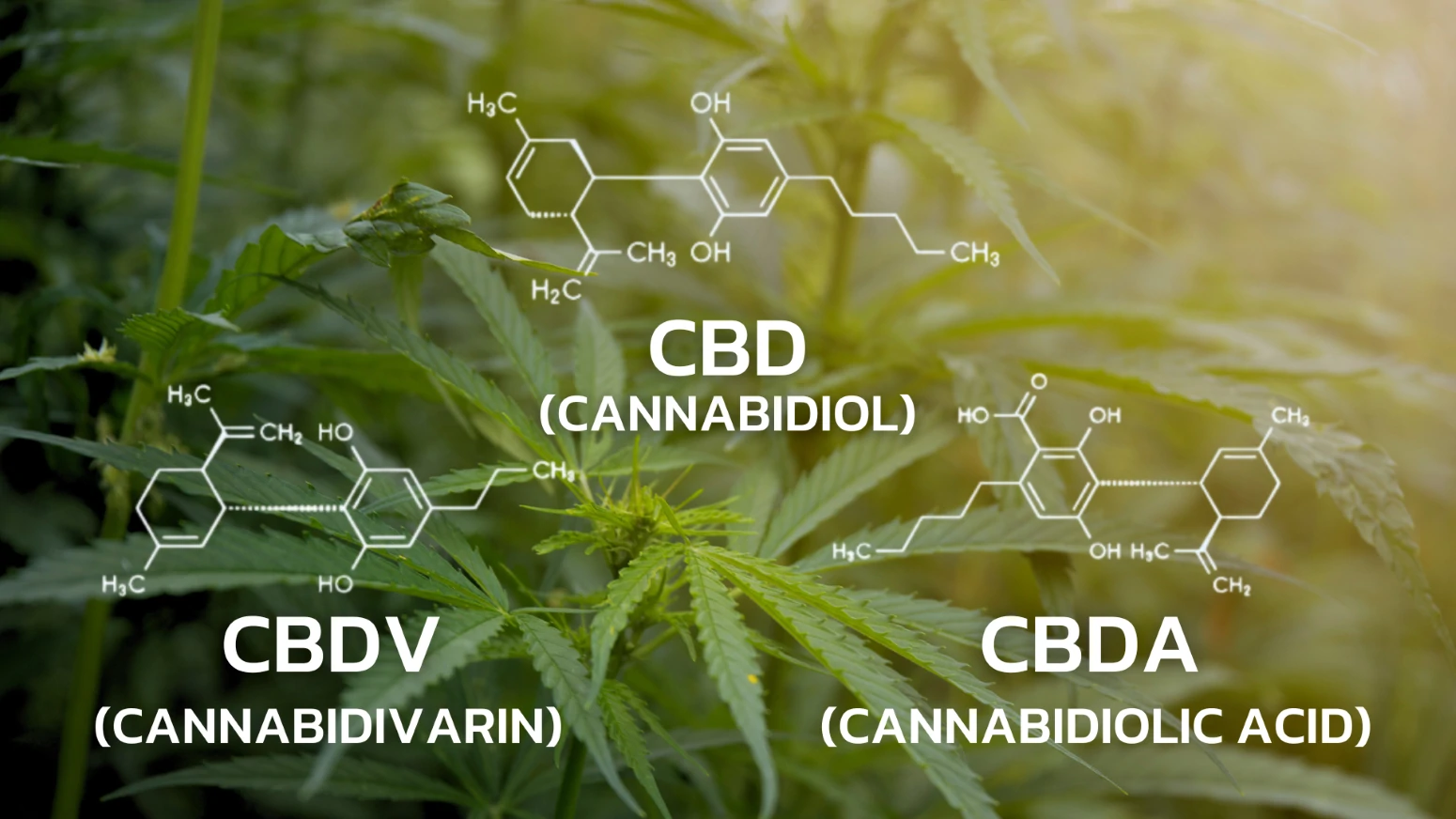 บริการตรวจ Biomarker ของกัญชา(Cannabis) เช่น CBD, CBDV, CBDA