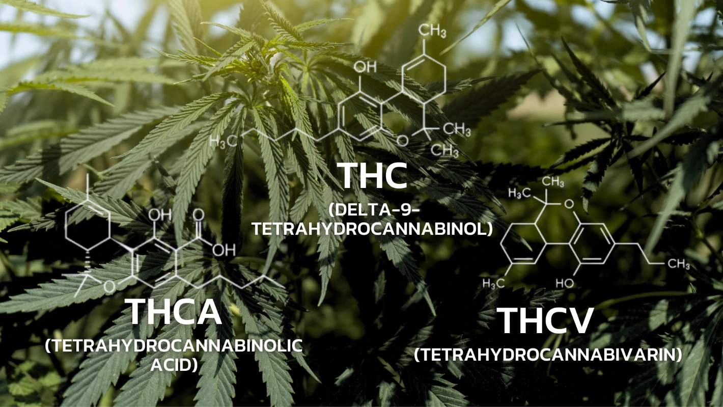 บริการตรวจ Biomarker ของกัญชา(Cannabis) เช่น THC, THCA, THCV