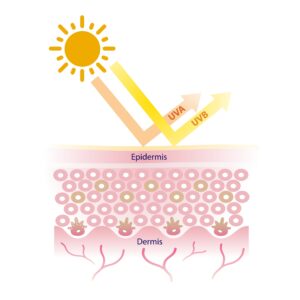 Anti-melanogenesis Inhibition Testing Services by 2D Cell Culture - VISBIO