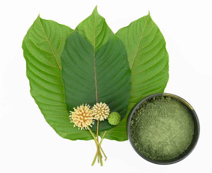 Leaves, flowers, fruits and liquid of Kratom or mitragynine on white background isolated. The leaves eaten as a drug It is a medicinal plant and is addictive.