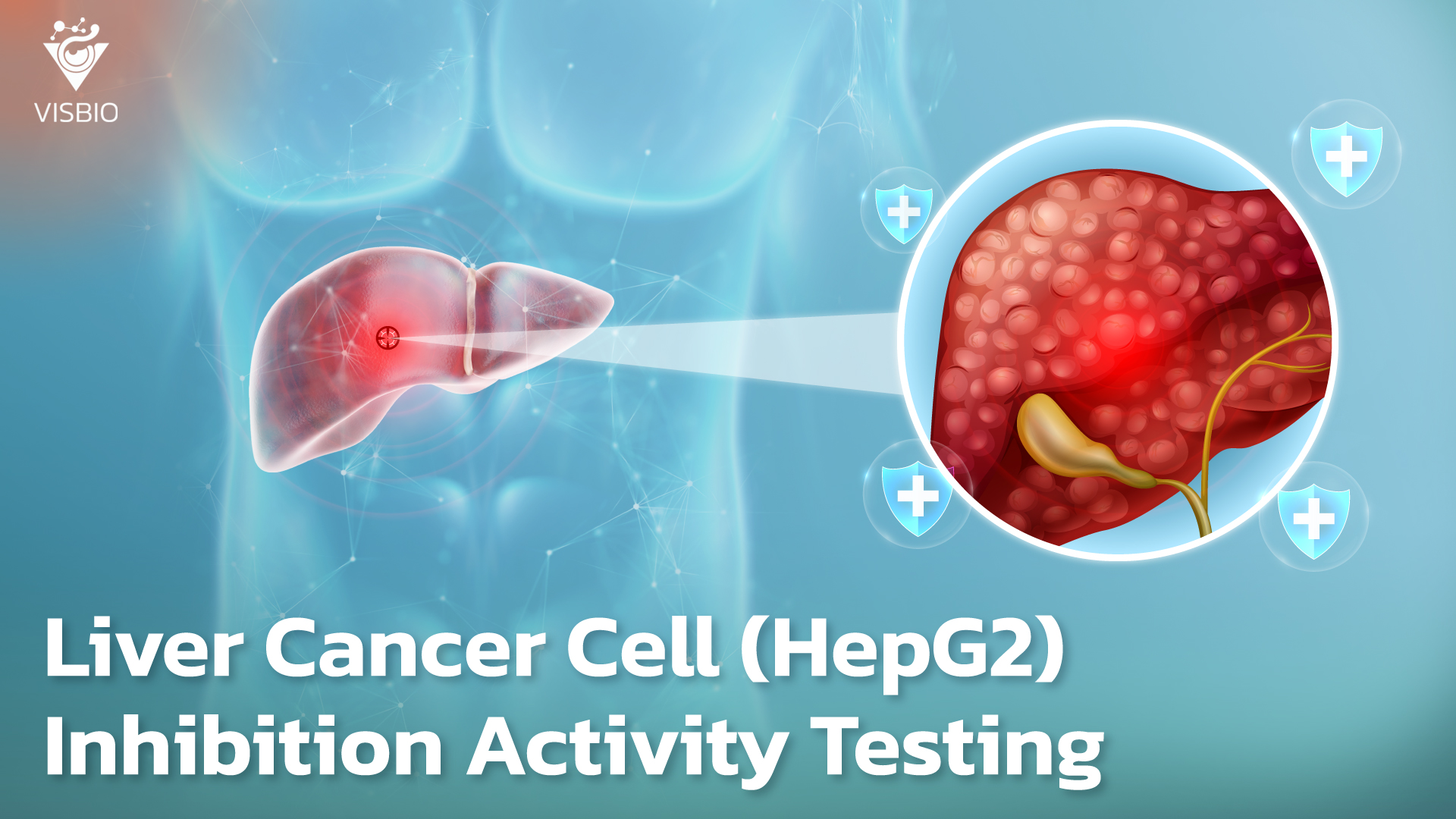 Service for Testing Inhibition Activity on Liver Cancer Cells (HepG2)