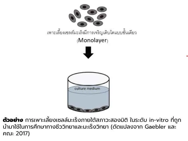 วิธีการทดสอบเซลล์มะเร็งลำไส้ใหญ่ชนิด Human colorectal carcinoma (HCT-116) ที่เพาะเลี้ยงเซลล์มะเร็ง (Cell Culture- Anti-cancer)