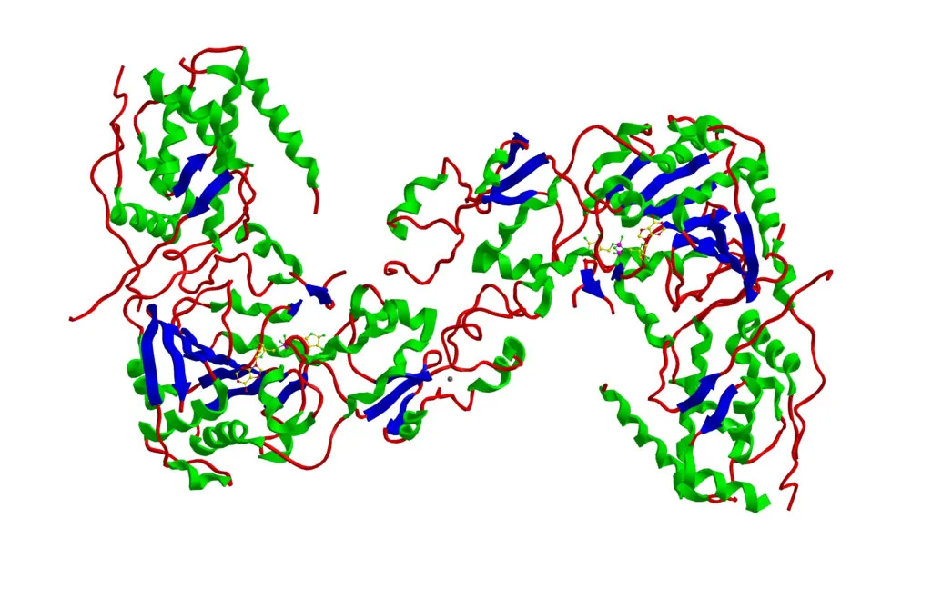 Sirtuin gene