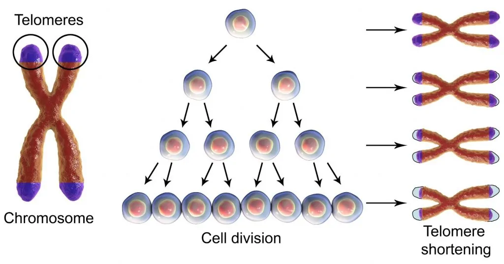 Telomere