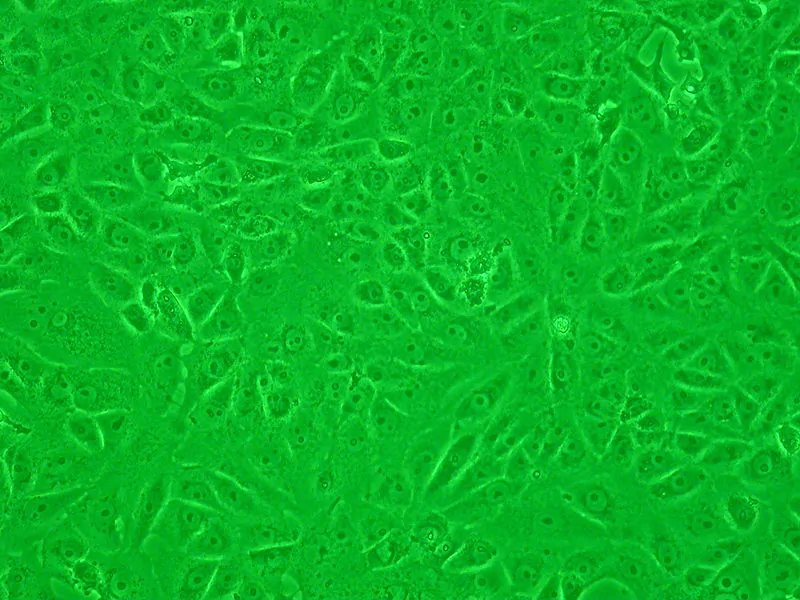 Toxicity in cell