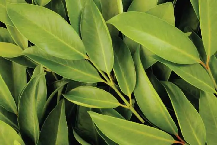 สรรพคุณของ Garcinia cowa