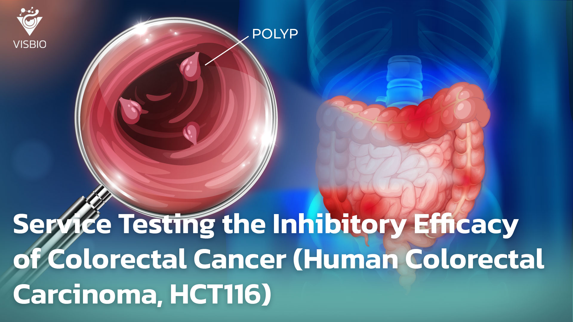 Service Testing the Inhibitory Efficacy of Colorectal Cancer (Human Colorectal Carcinoma, HCT116)
