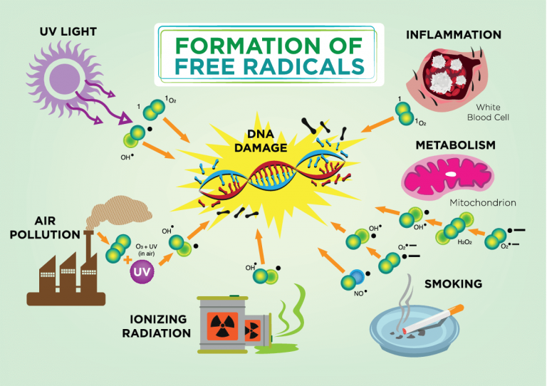 Formation of free radical