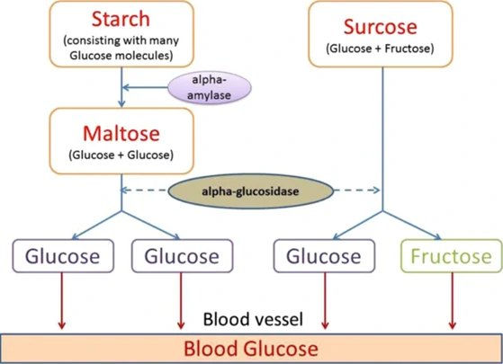 Alpha Amylases