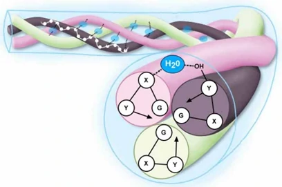 collagen