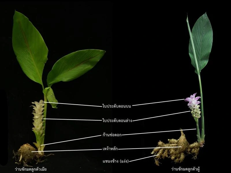 Curcuminoid Curcuma Comosa