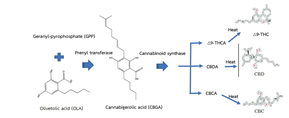 สังเคราะห์-Cannabinoids