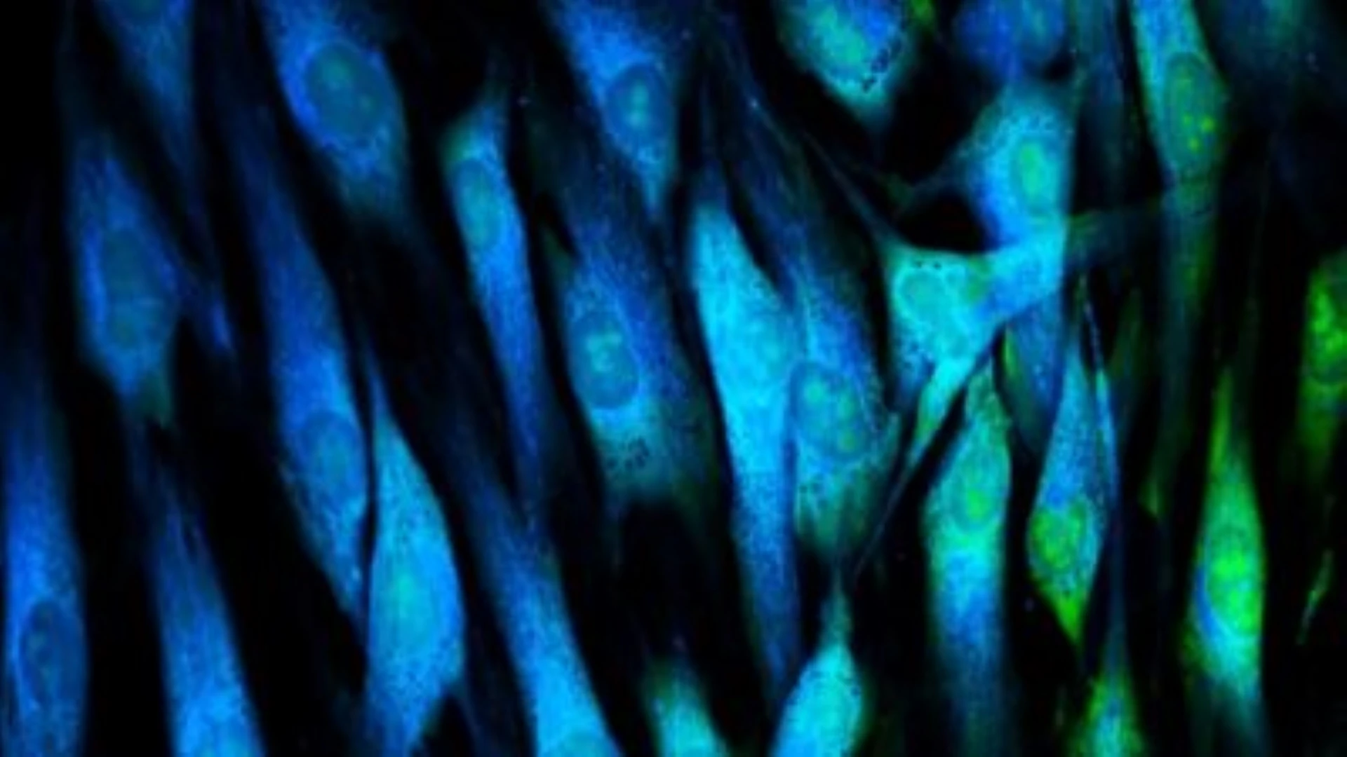Testing Service for Wound Healing Efficacy or Fibroblast Cell Generation