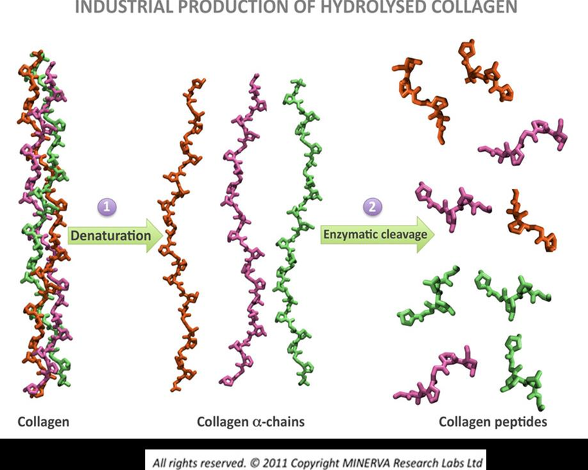 INDUSTRIAL PRODUCTION OF HYDROLYSED COLLAGEN