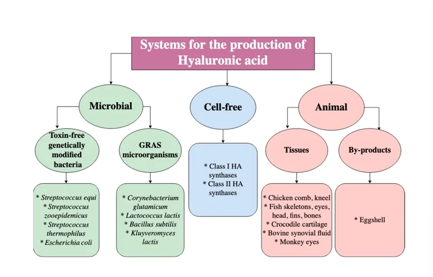 Hyaluronic Acid