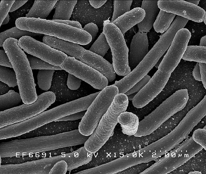 Anti-Microbial Anti-Bacterial
