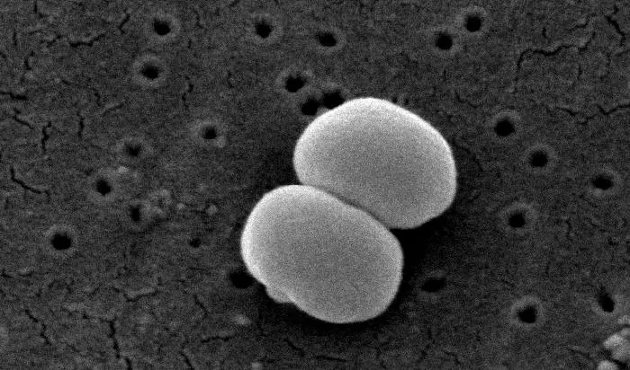 Anti-Microbial Anti-Bacterial