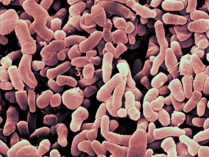 Anti-Microbial Anti-Bacterial