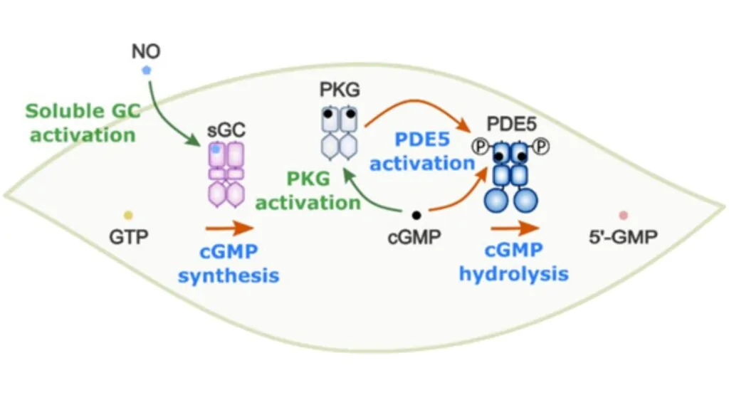 Phosphodiesterase type 5