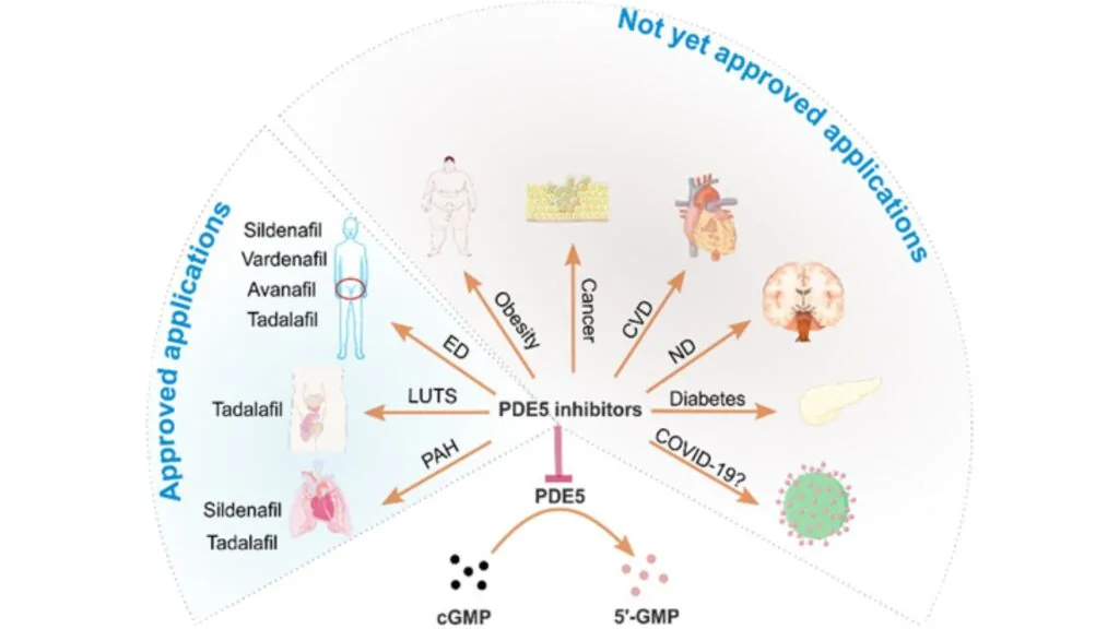 Phosphodiesterase type 5