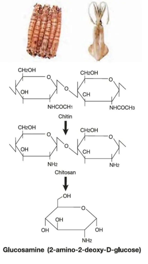 Glucosamine