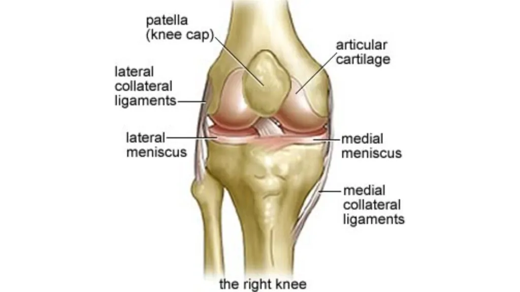 Glucosamine