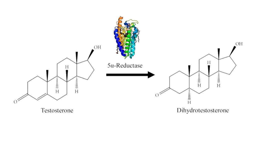 5-alpha-reductase