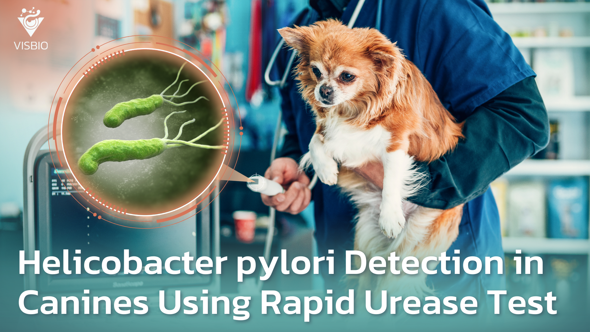 Detection of Helicobacter pylori with the Rapid Urease Test for Canines