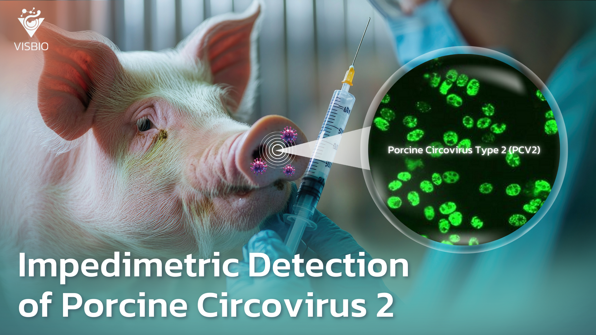 Advanced Detection of Porcine Circovirus Type 2 with Impedimetric Immunosensor Technology