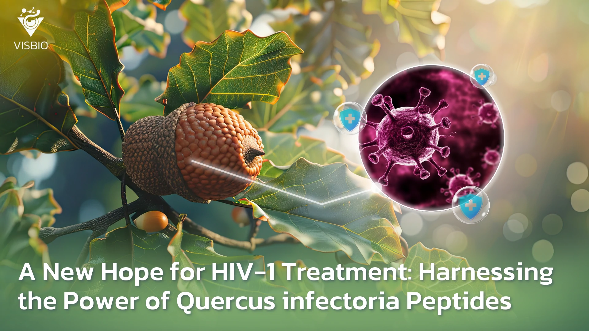 สารเปปไทด์ จากโอ๊ก Quercus infectoria เสริมสร้างภูมิคุ้มกัน ต้าน HIV-1