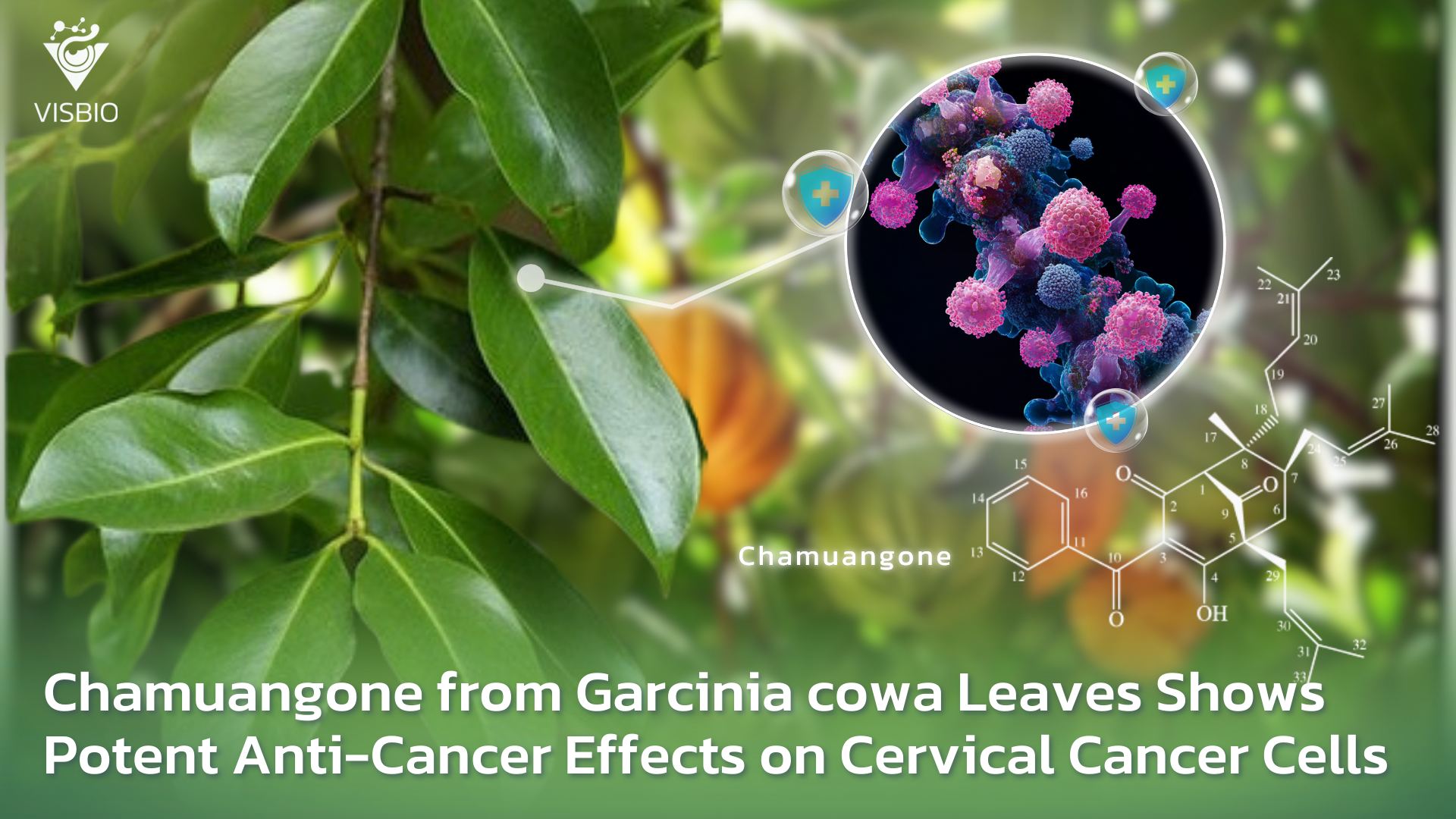 Chamuangone from Garcinia cowa Leaves Shows Potent Anti-Cancer Effects on Cervical Cancer Cells