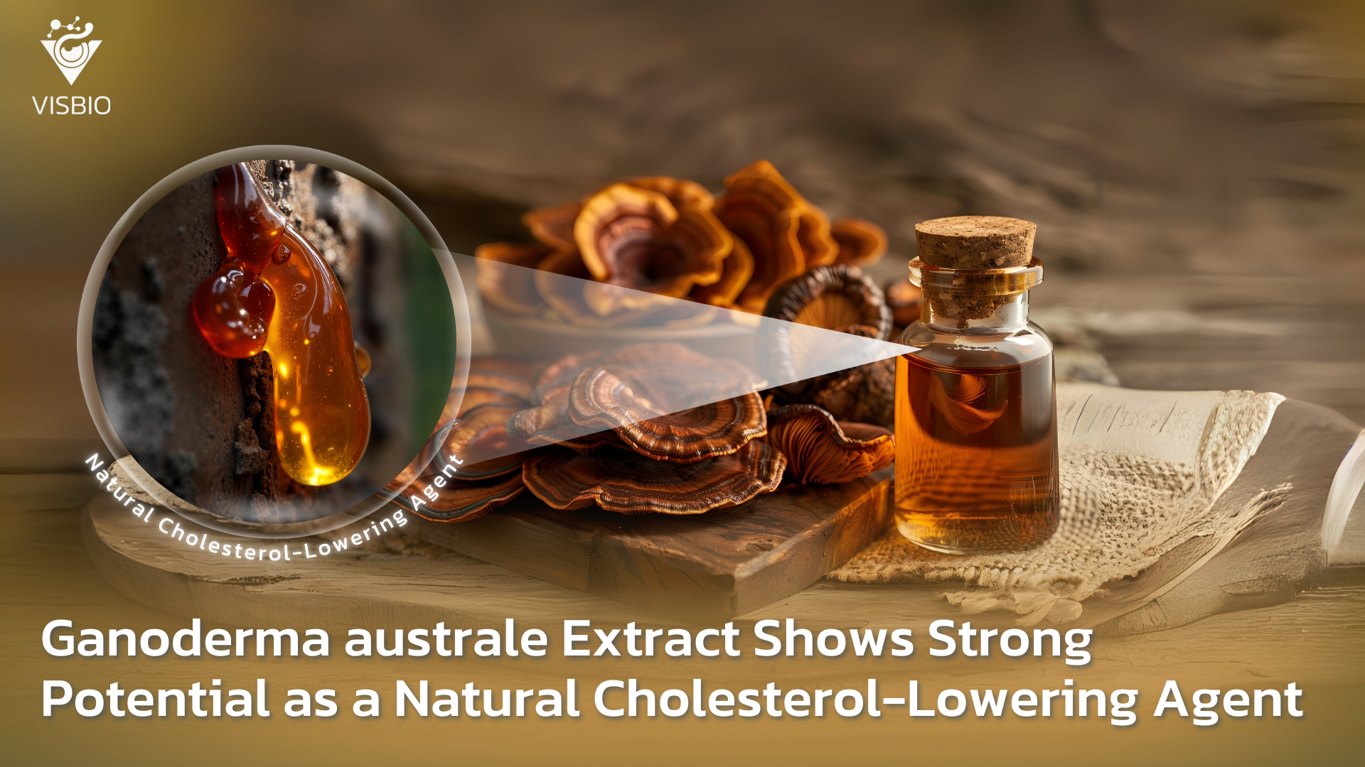 Ganoderma australe Extract Shows Strong Potential as a Natural Cholesterol-Lowering Agent