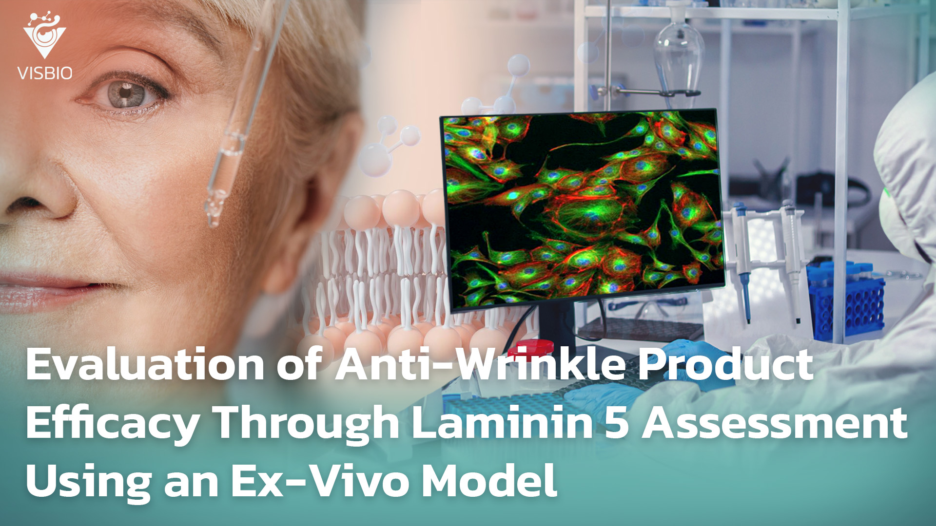 การประเมินประสิทธิภาพผลิตภัณฑ์ลดเลือน ริ้วรอย โดยการทดสอบ Laminin 5 ด้วยระบบแบบ Ex-Vivo