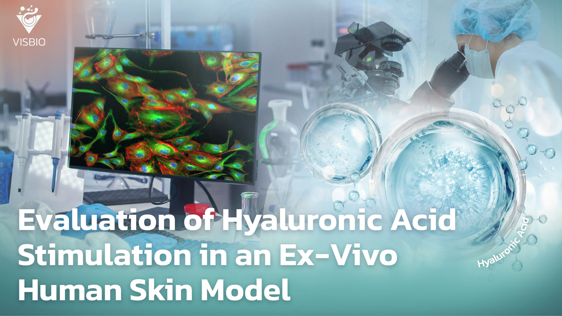 การประเมินการกระตุ้นกรดไฮยาลูโรนิกในแบบจำลองผิวหนังมนุษย์ Ex-Vivo