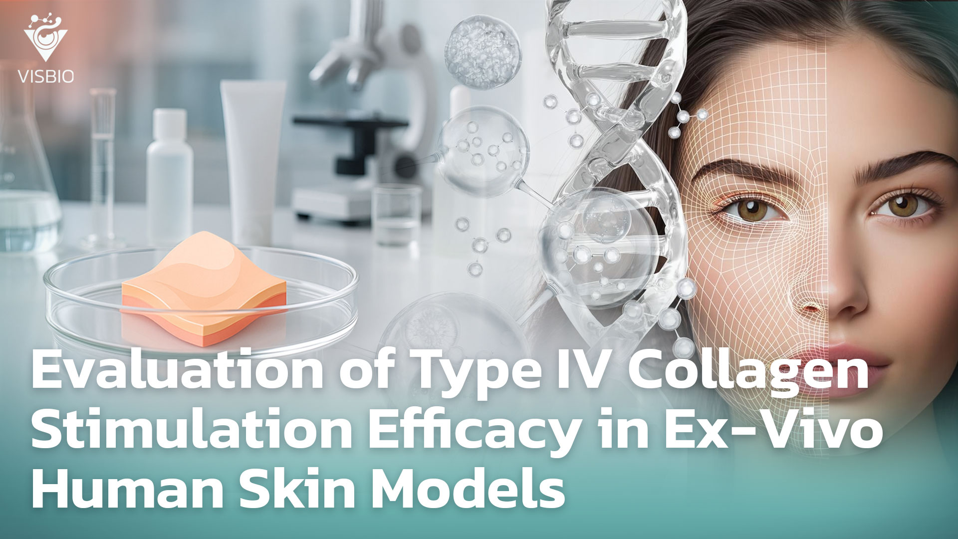 การประเมินประสิทธิภาพการกระตุ้นคอลลาเจนชนิดที่ 4 Ex Vivo Human Skin Models
