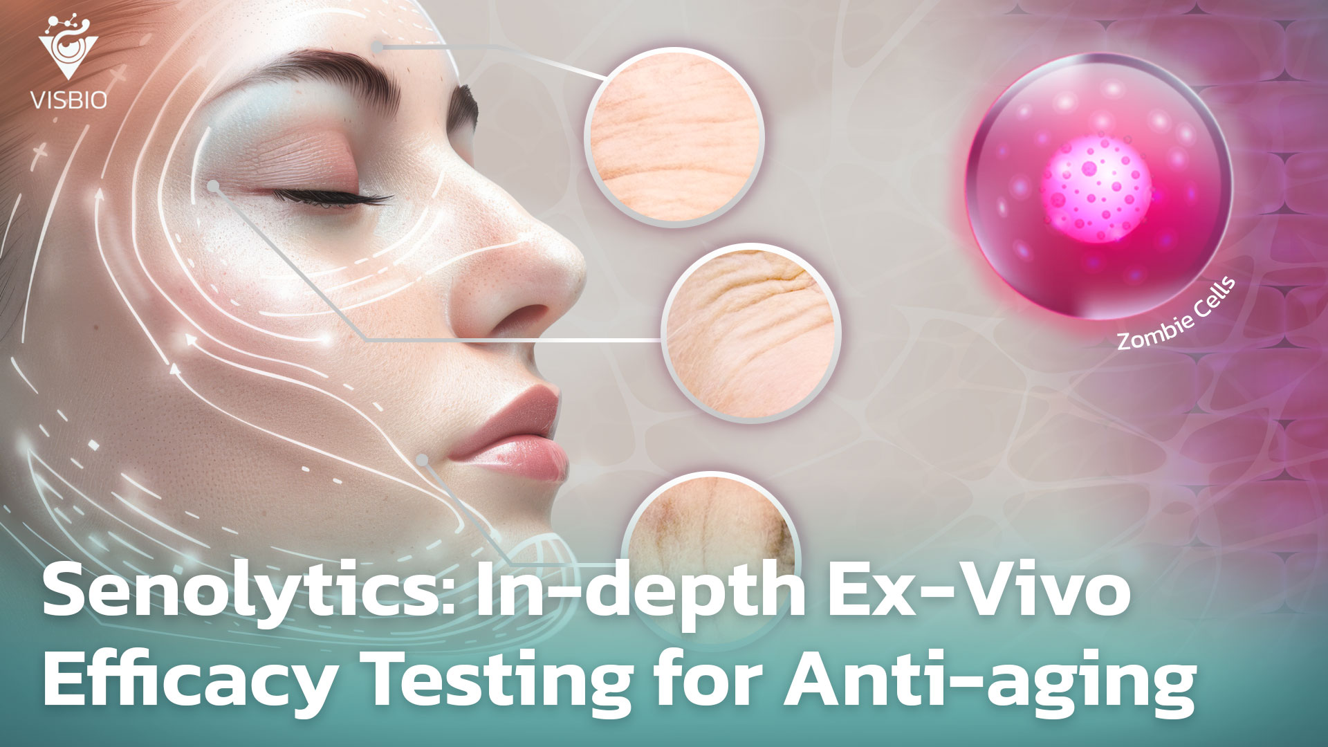 Senolytics: การทดสอบประสิทธิภาพการต่อต้านริ้วรอยเชิงลึกด้วยระบบ Ex-Vivo