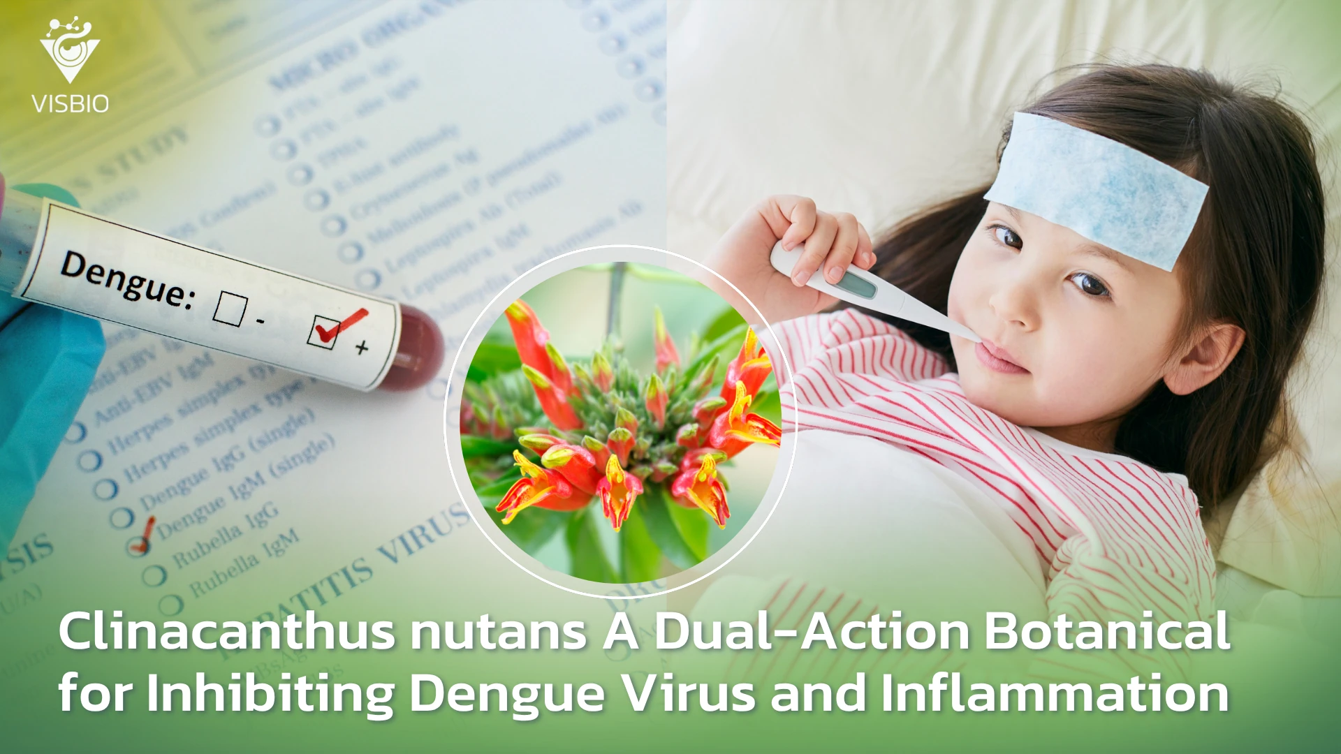 สารสกัดพญายอ Clinacanthus nutans สมุนไพรฤทธิ์ยับยั้งไวรัสเดงกีและลดการอักเสบ