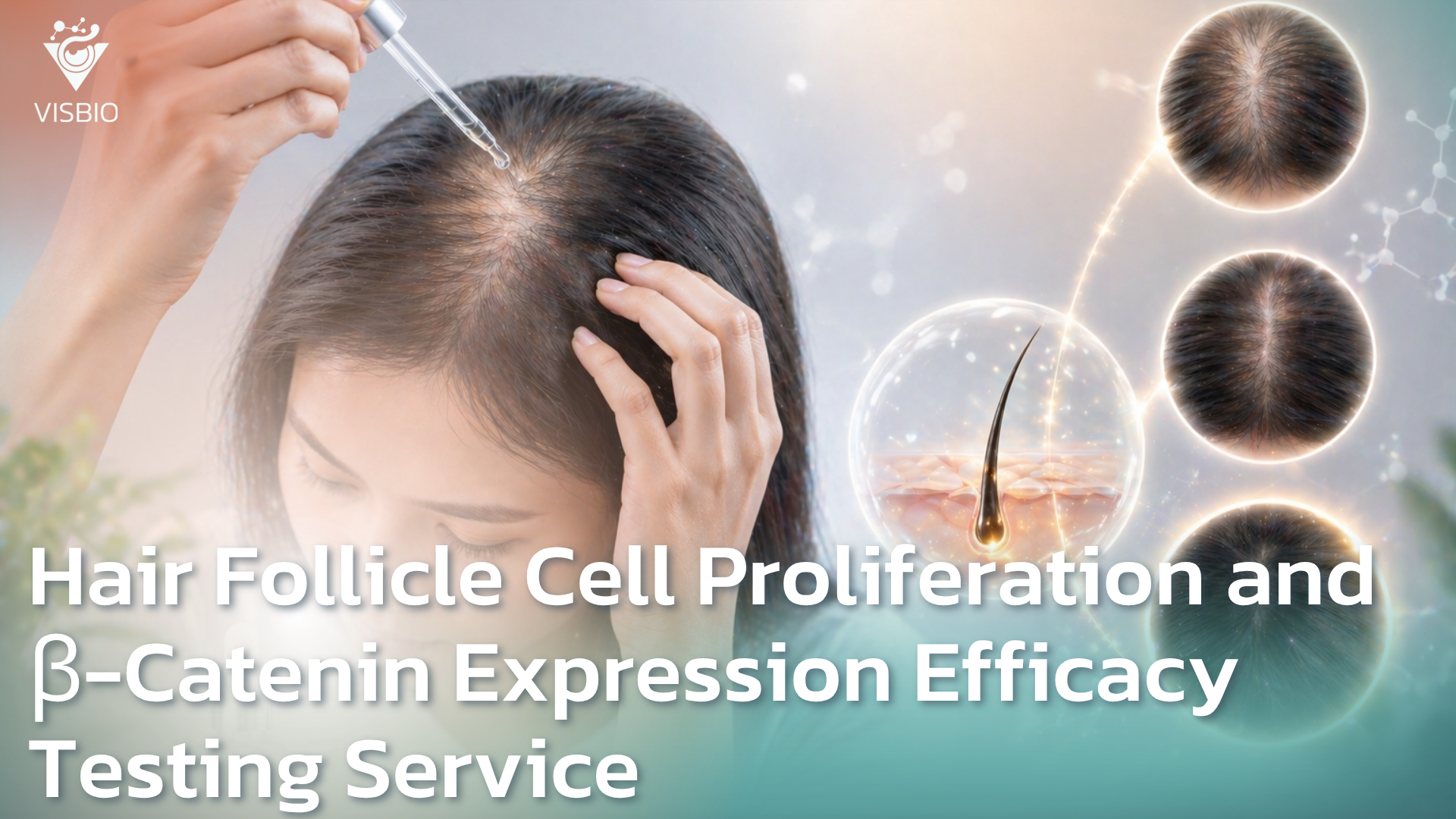 บริการทดสอบประสิทธิภาพการกระตุ้นเซลล์รากผม Cell Proliferation, β-Catenin Expression
