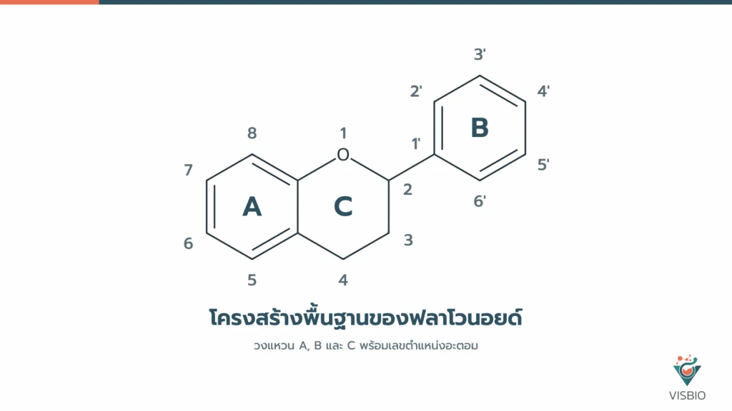 โครงสร้างพื้นฐานของฟลาโวนอยด์ วงแหวน A, B และ C พร้อมเลขตำแหน่งอะตอม
