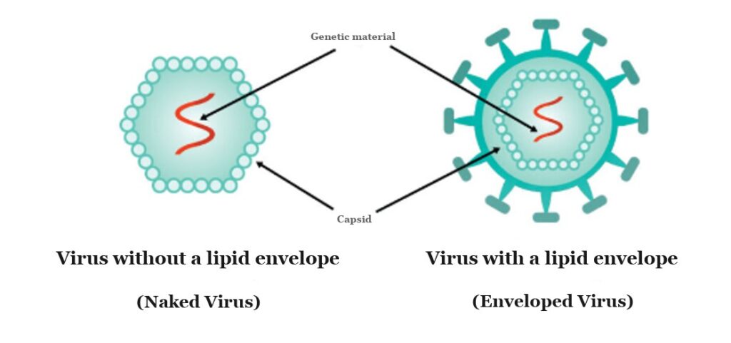 Diagram comparing a naked (non-enveloped) virus and an enveloped virus